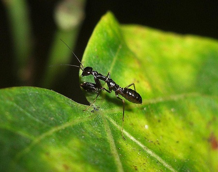 Có[-]lẽ[-]phải[-]đến[-]9/10[-]người[-]xem[-]tấm[-]ảnh[-]này[-]sẽ[-]nói[-]con[-]côn[-]trùng[-]trong[-]ảnh[-]là[-]kiến.